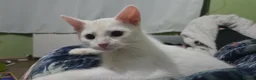 Mixed Breed cats for sale: White with ginger tail kitten  - Advert 1