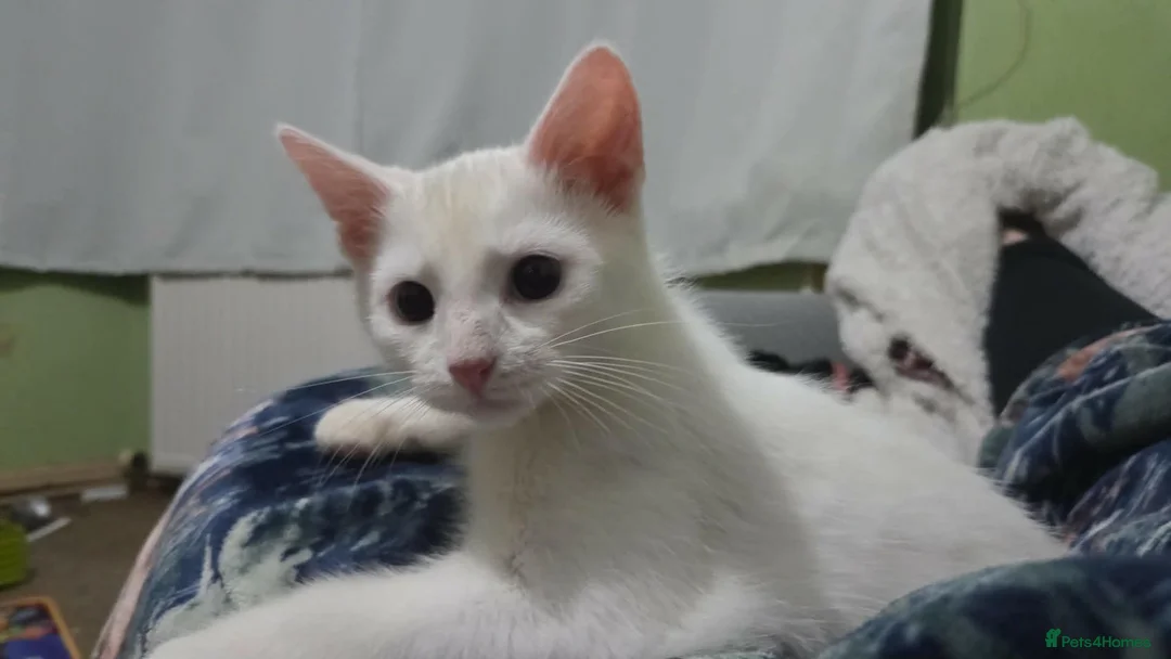 Mixed Breed cats for sale: White with ginger tail kitten  - Advert 1