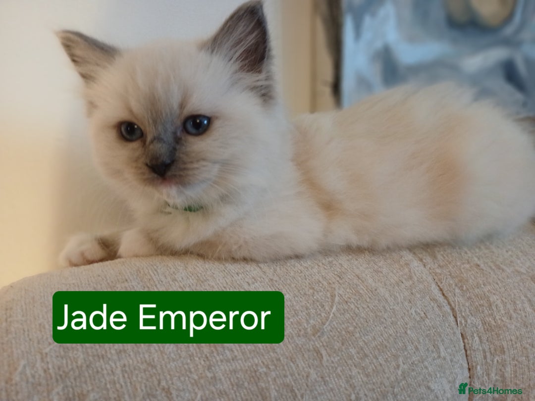 Ragdoll cats for sale: 6 Adorable 1/2 Pedigree Ragdoll Kittens 💗  - Advert 18