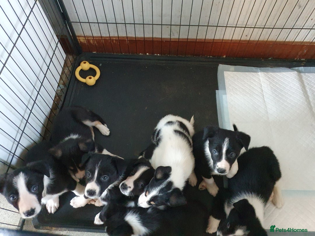 Border Collie dogs for sale: Farm bred Border Collie Pups for sale. - Advert 5