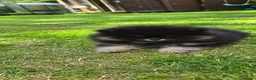 Pomeranian dogs for sale: Xclusive KC register pomeranian puppies in Edgware - Advert 8