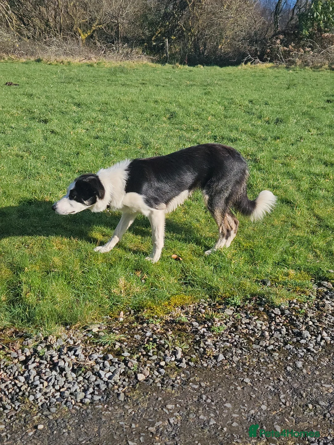 Border Collie dogs for sale: ISDS Reg Border Collie - Advert 5