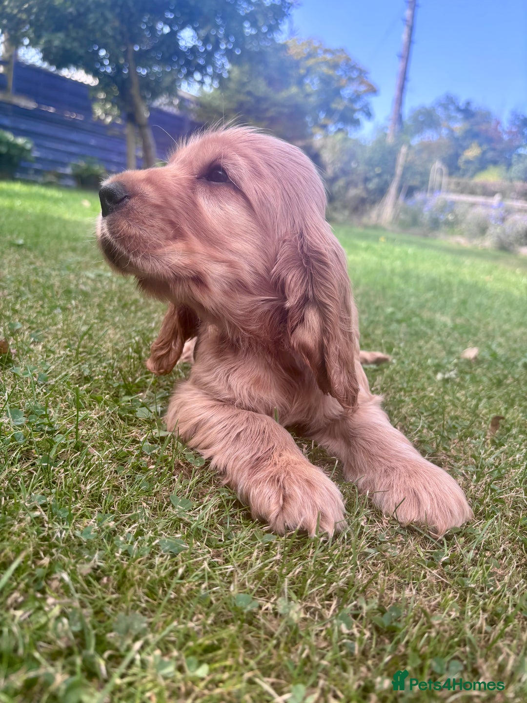 Cocker Spaniel dogs for sale: Beautiful pedigree show type cocker spaniels - Image 4