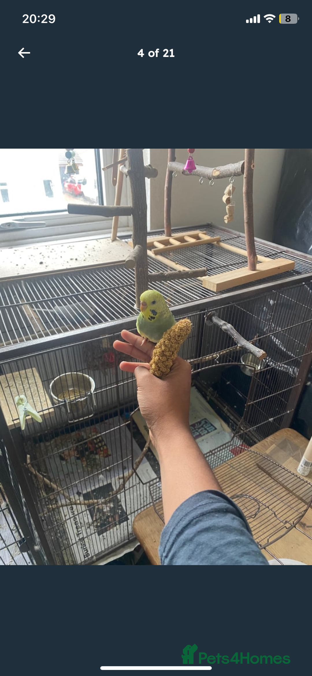 Budgerigars birds for sale: 2 budgies and all accessories/equipment   - Image 8