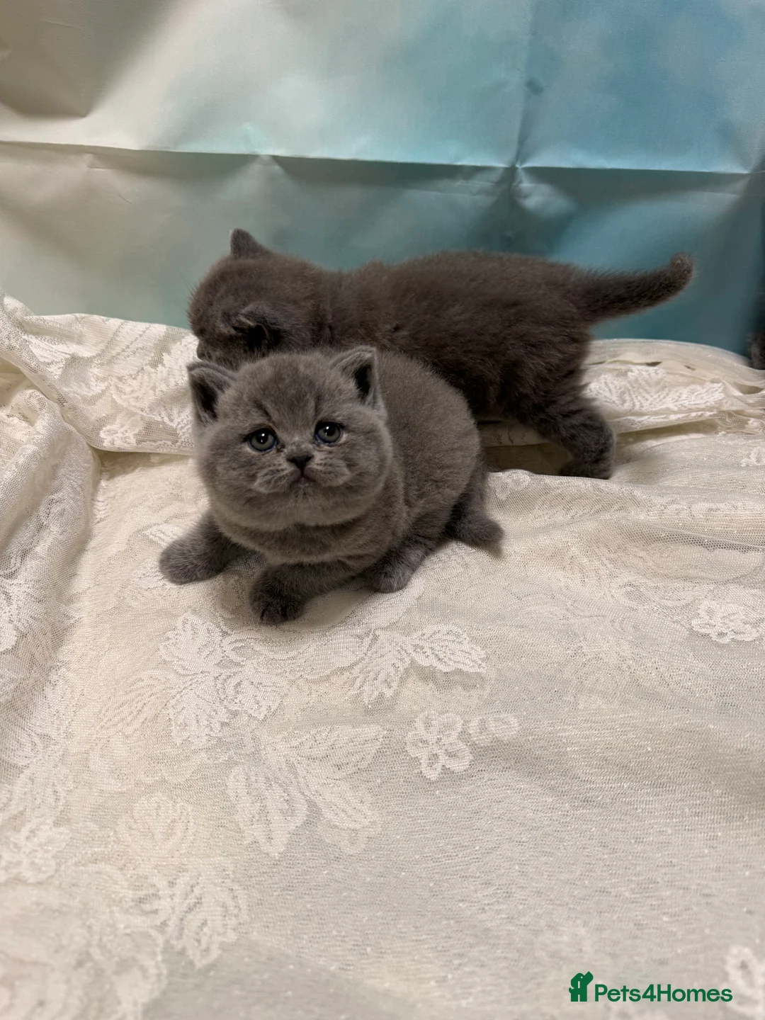 British Shorthair cats for sale: Beautiful British Shorthair kittens to reserve - Advert 1