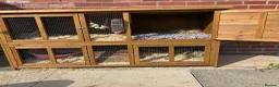 Mixed Breed rabbits for sale: Thumper in Blackpool - Advert 2