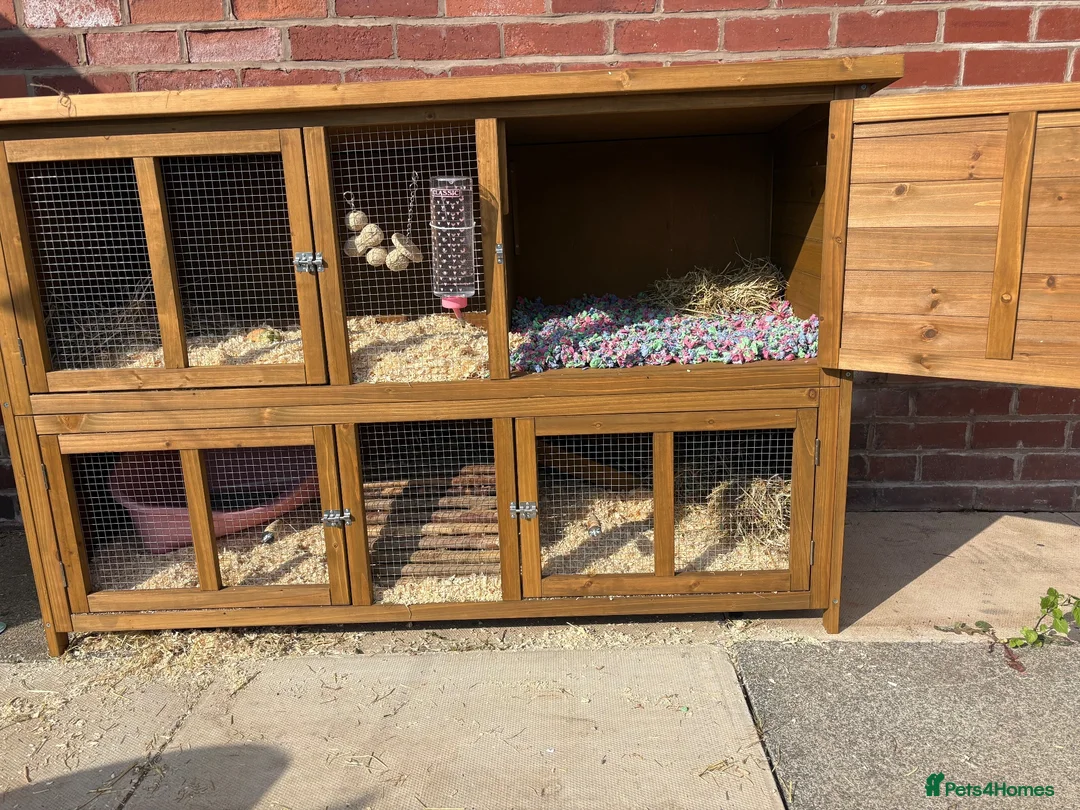 Mixed Breed rabbits for sale: Thumper in Blackpool - Advert 2