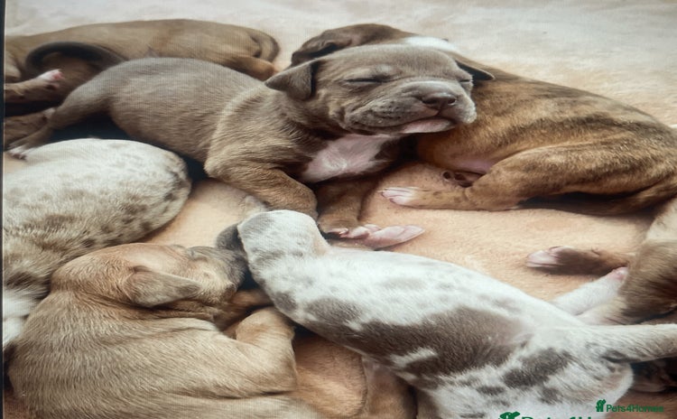 American Bully dogs - Advert 3