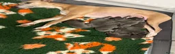 Whippet dogs for sale: Stunning KC registered solid blue whippet puppies - Advert 4