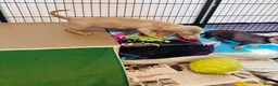 Miniature Dachshund dogs for sale: Beautiful short coat dachshund puppies  - Advert 7