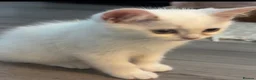 British Shorthair cats for sale: Beautiful Blue-Eyed Ragdoll × British Shorthair - Advert 12