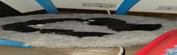 Mixed Breed cats for sale: I am looking for a new family.. - Advert 8