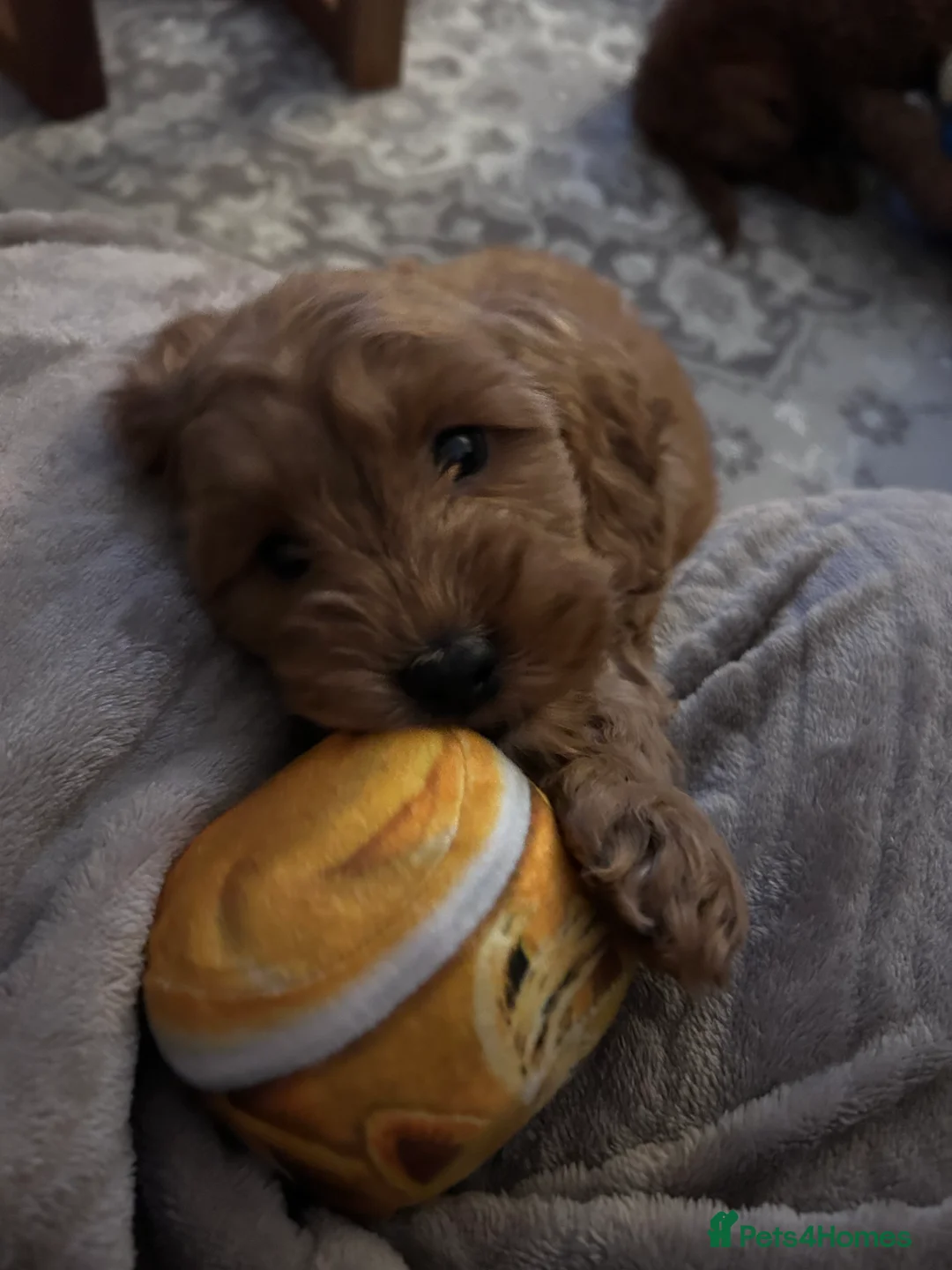 Cavapoo dogs for sale: 9 Week Old Cavapoo - Advert 2