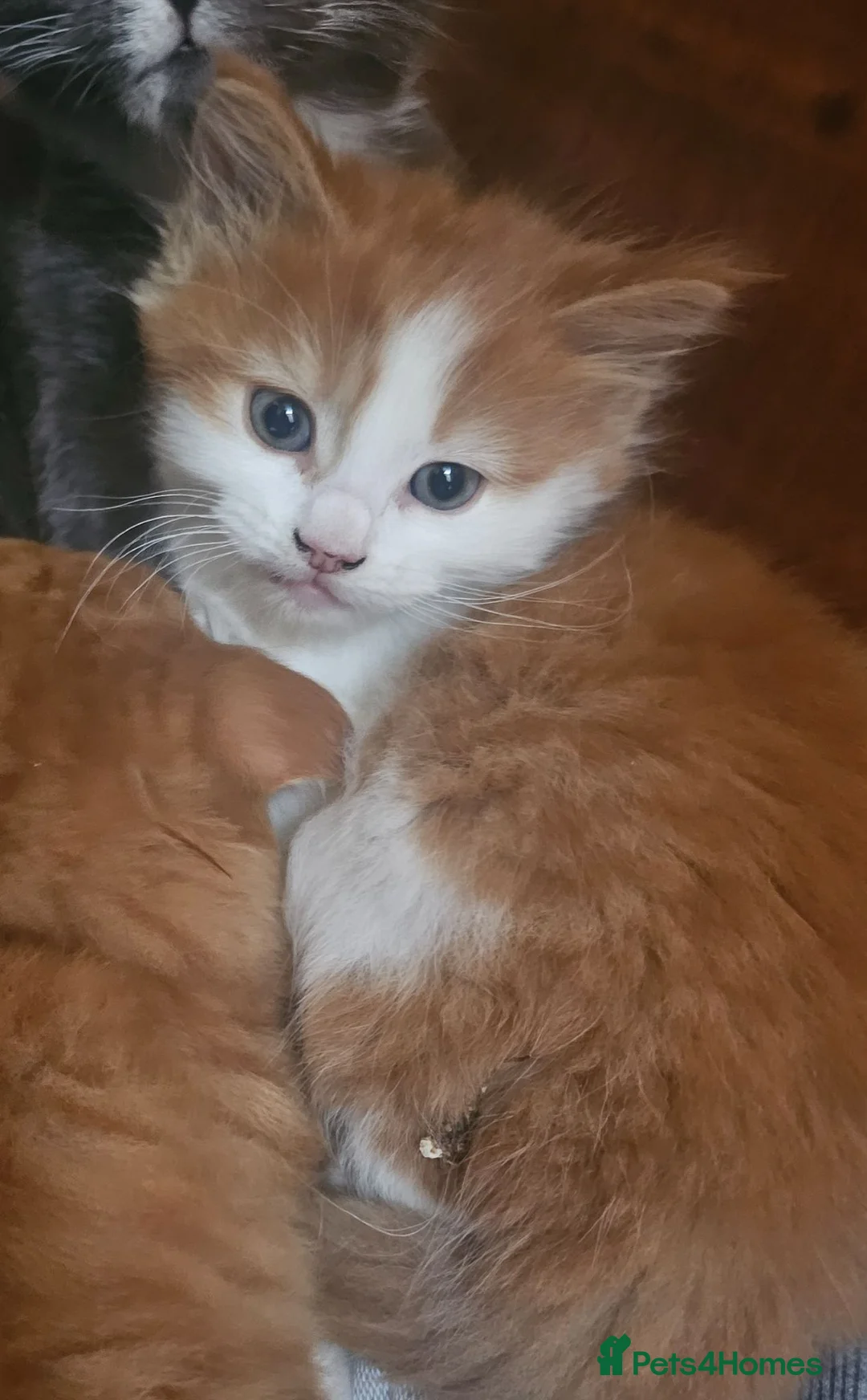 Mixed Breed cats for sale: 2 beautiful kittens left 😍  - Advert 10