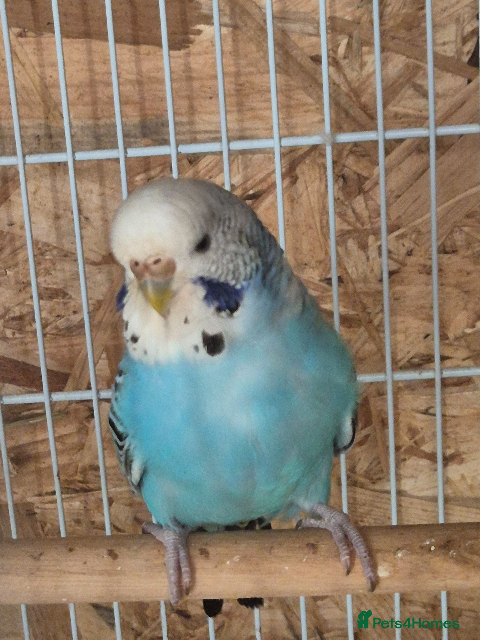 Budgerigars birds Beautiful hen.  - Advert 9