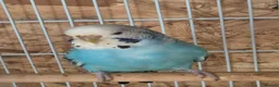 Budgerigars birds for sale: Beautiful hen.  - Advert 1