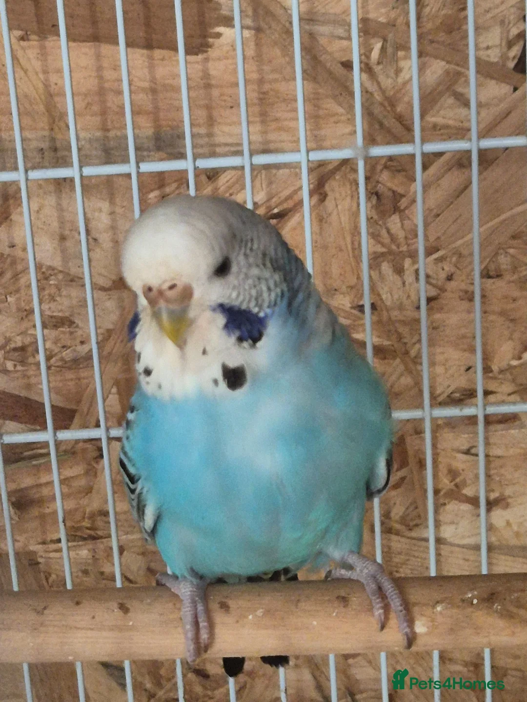 Budgerigars birds for sale: Beautiful hen.  - Advert 1