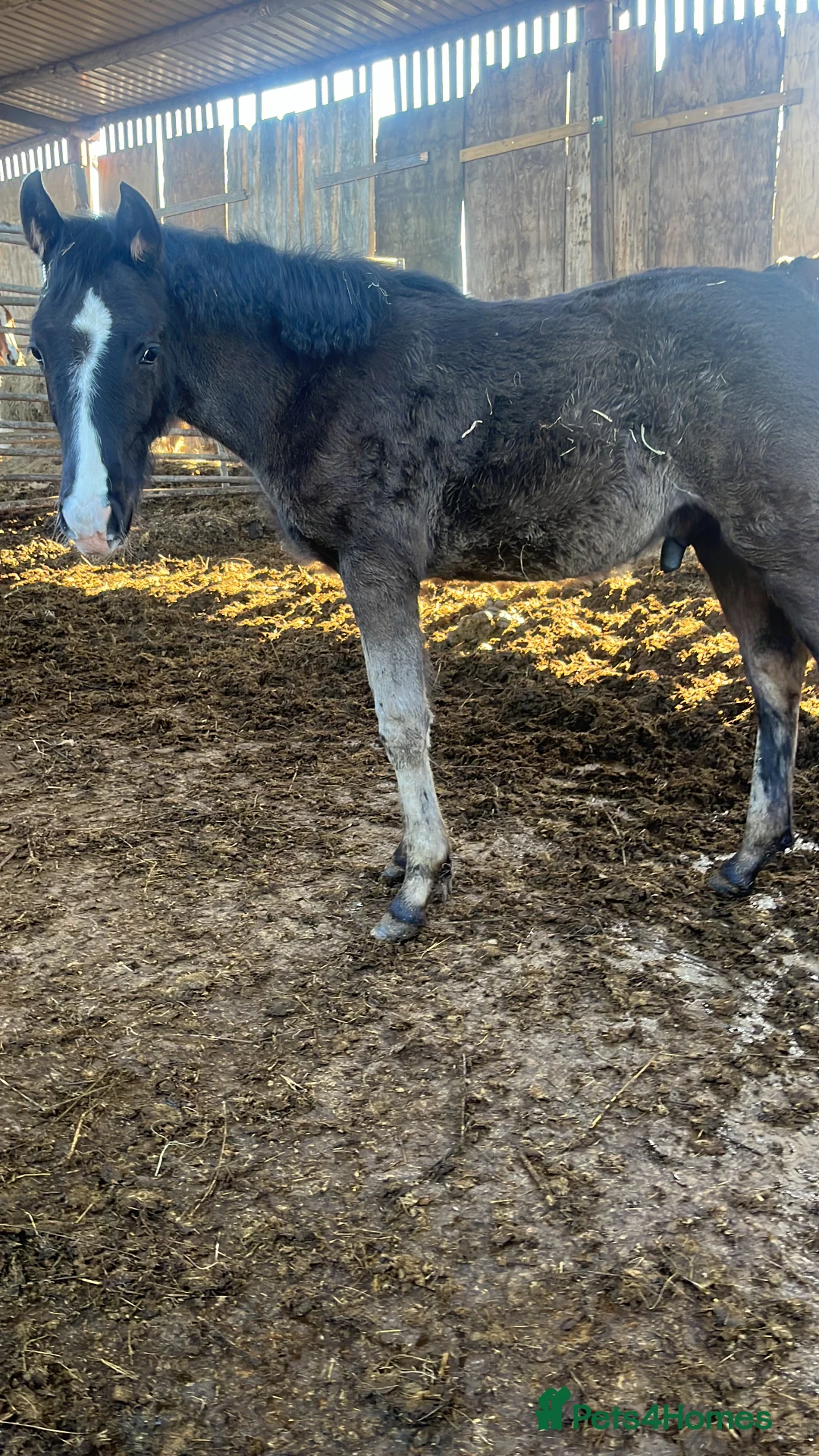 British Warmblood horses for sale: Sports horse and pony colts  - Advert 2