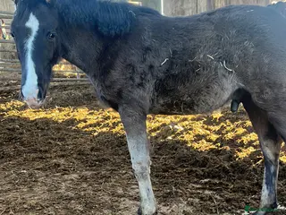 British Warmblood horses Sports horse and pony colts - Advert 18