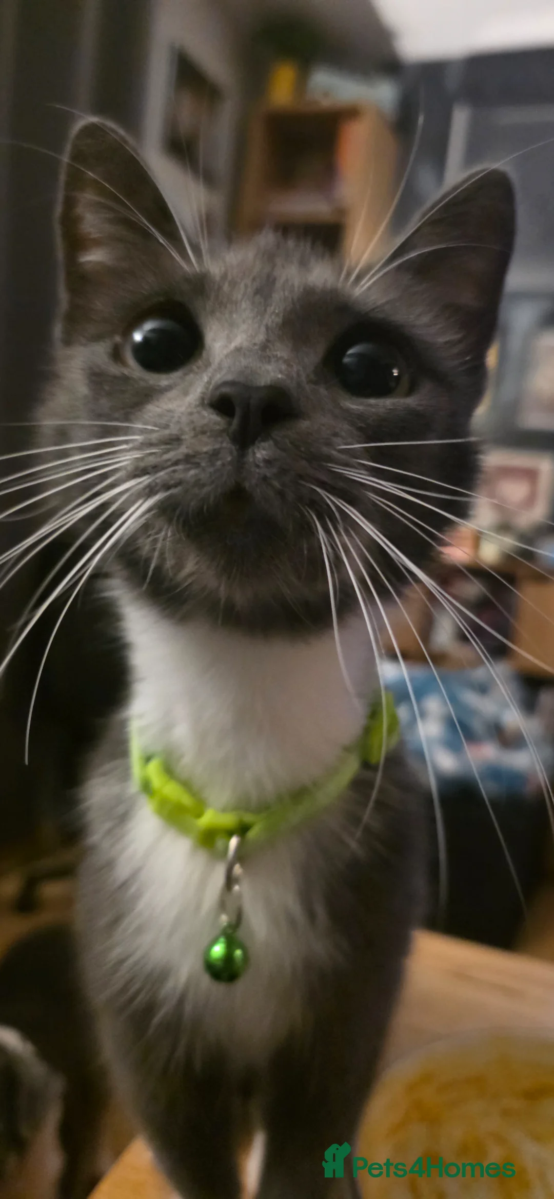 Ragdoll cats for sale: 5 Stunning Fluffy Ragdoll Cross Kittens  - Advert 2