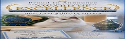 Ragdoll cats for sale: 🏆💙✨️TICA Exclusive Ragdoll kittens🐈Lovely 💖 - Advert 8
