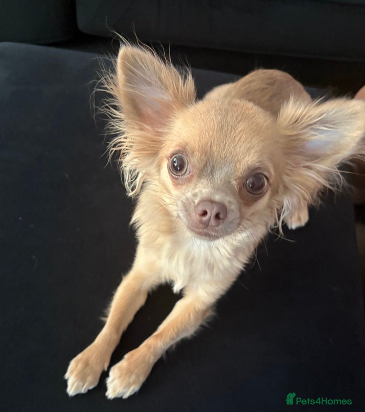 Chihuahua dogs for sale: HONEY THE TINY MOST FRIENDLY CHIHUAHUA - Advert 2