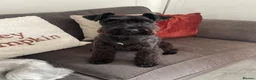 Miniature Schnauzer dogs for stud: For Stud - KC Registered Miniature Schnauzer in Lytham Saint Annes - Advert 1