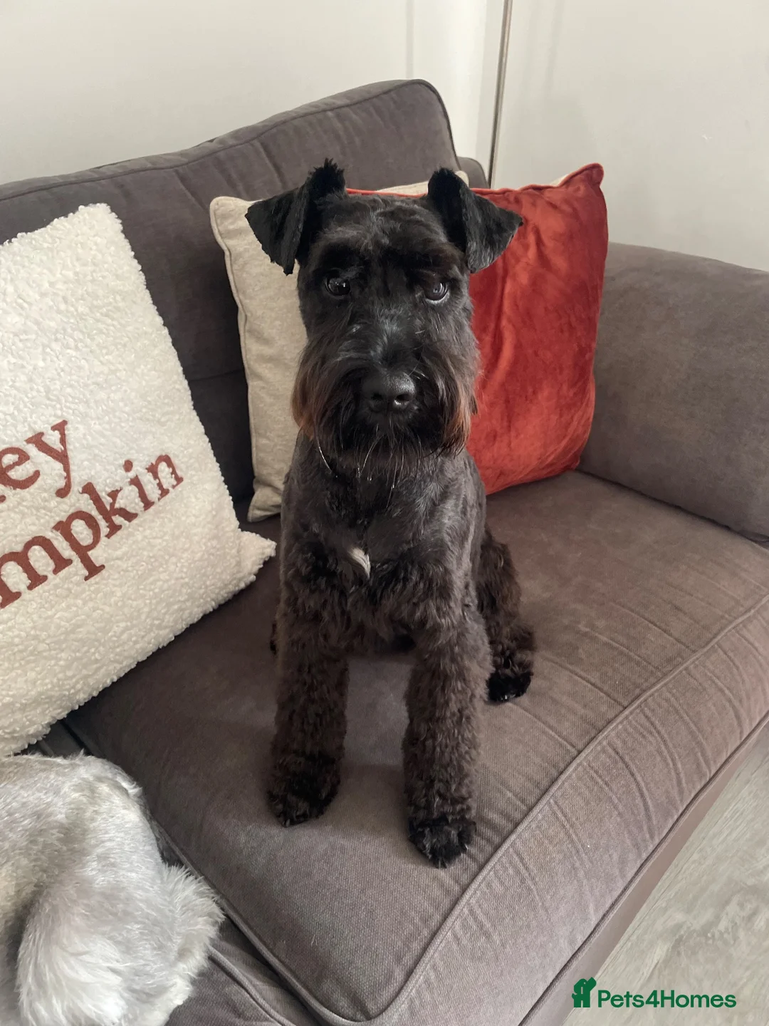 Miniature Schnauzer dogs for stud: For Stud - KC Registered Miniature Schnauzer in Lytham Saint Annes - Advert 1