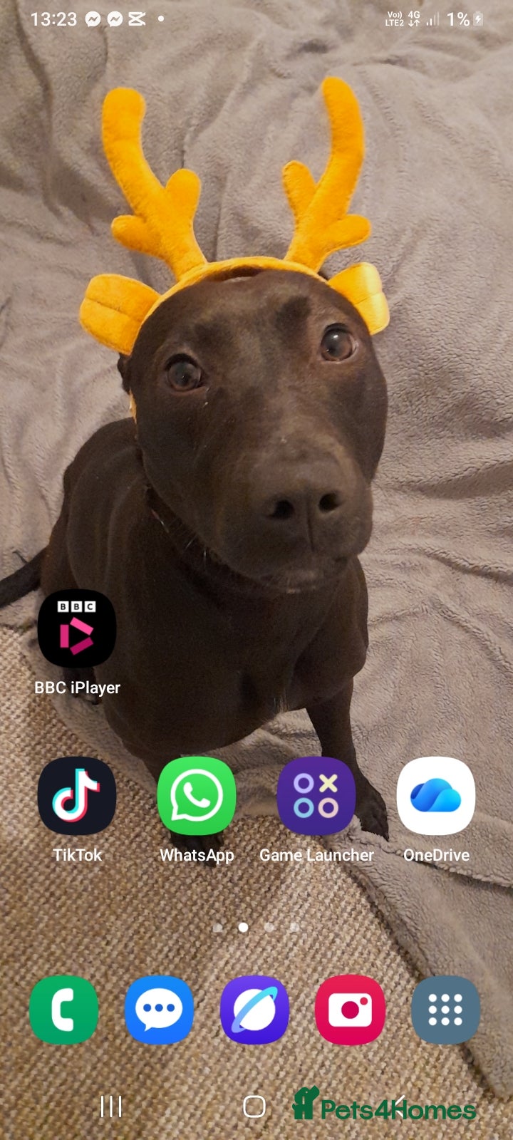 Mixed Breed dogs Rehoming no fault of her own - Advert 1