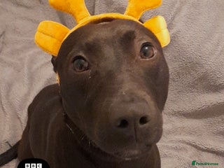 Mixed Breed dogs Rehoming no fault of her own - Advert 10