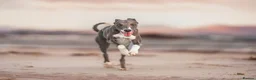 Whippet dogs for sale: KC Reg Whippet Pups-Heart Tested Clear Parents in Caernarfon - Advert 15