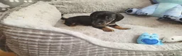 Dachshund dogs for sale: Mega cute long haired dachshund puppies  - Advert 3