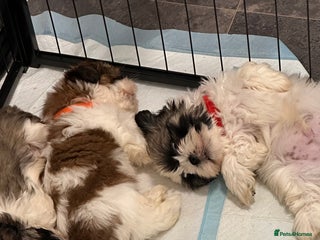 Shih Tzu dogs - Advert 5