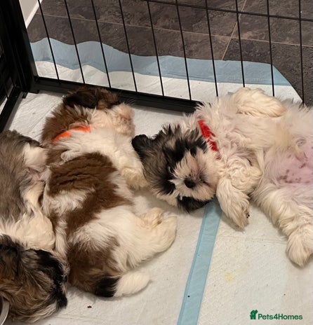 Shih Tzu dogs - Advert 5