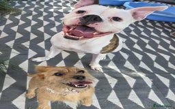 Mixed Breed dogs for sale: Small Jack russel cross  - Image 15