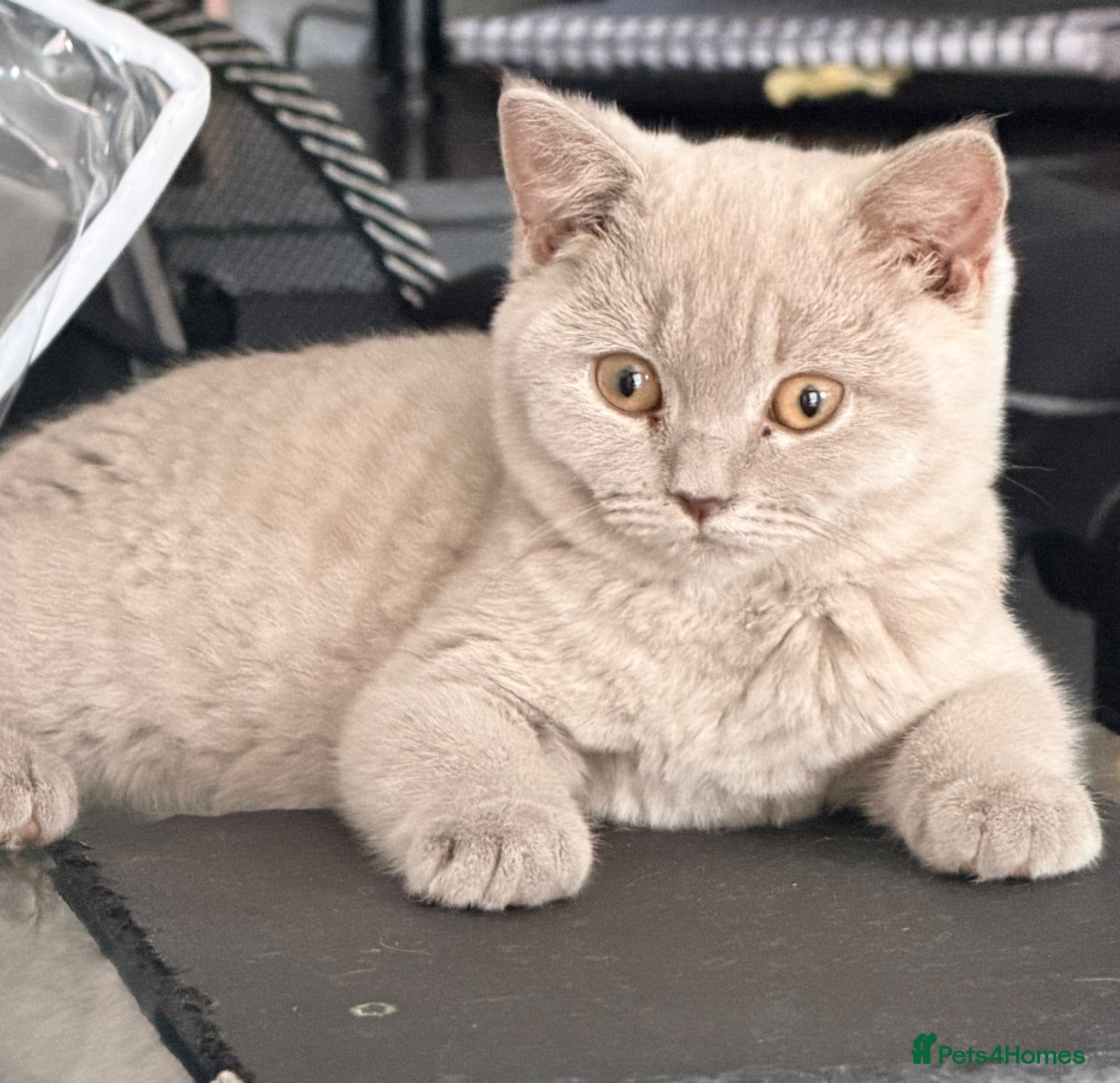 British Shorthair cats FOUR BRITISH SHORTHAIR KITTENS FOR SALE - Advert 1