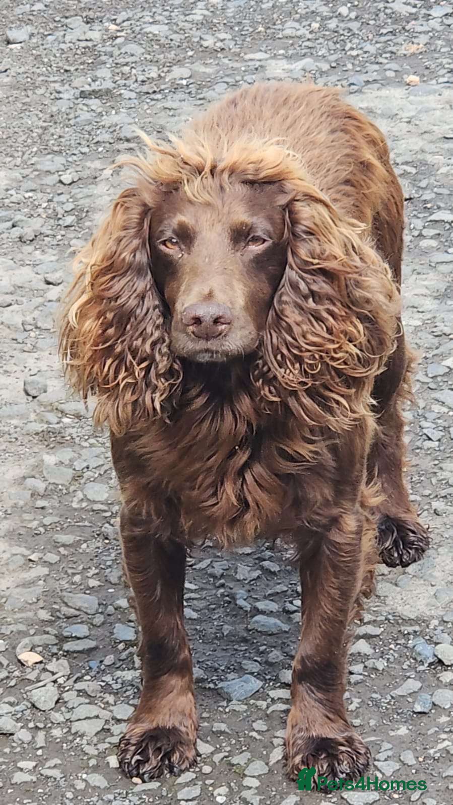 Cocker Spaniel dogs PEDIGREE WORKING COCKER SPANIEL PUPPIES FOR SALE - Advert 2