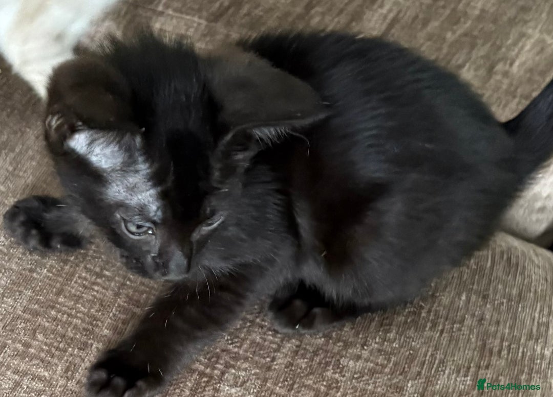 Serengeti cats for sale: Handsome tica reg black smoke male  - Image 19