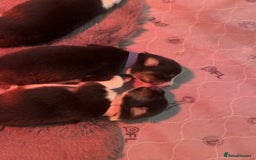 Australian Shepherd dogs for sale: Exceptional Australian Shepherd Puppies - Image 4