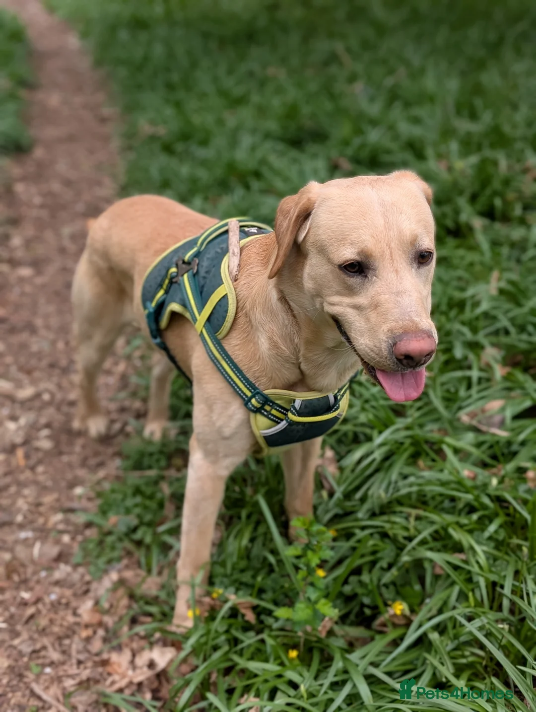 Labrador Retriever dogs for stud: Cosmo☄️the stud - Advert 4