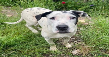 Mixed Breed dogs in London - Advert 10