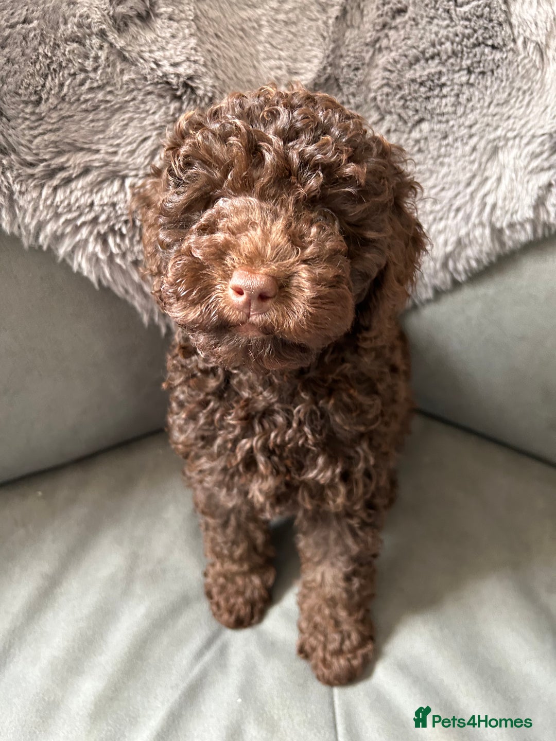 Cockapoo dogs for sale: Beautiful cockapoo puppies  - Image 20