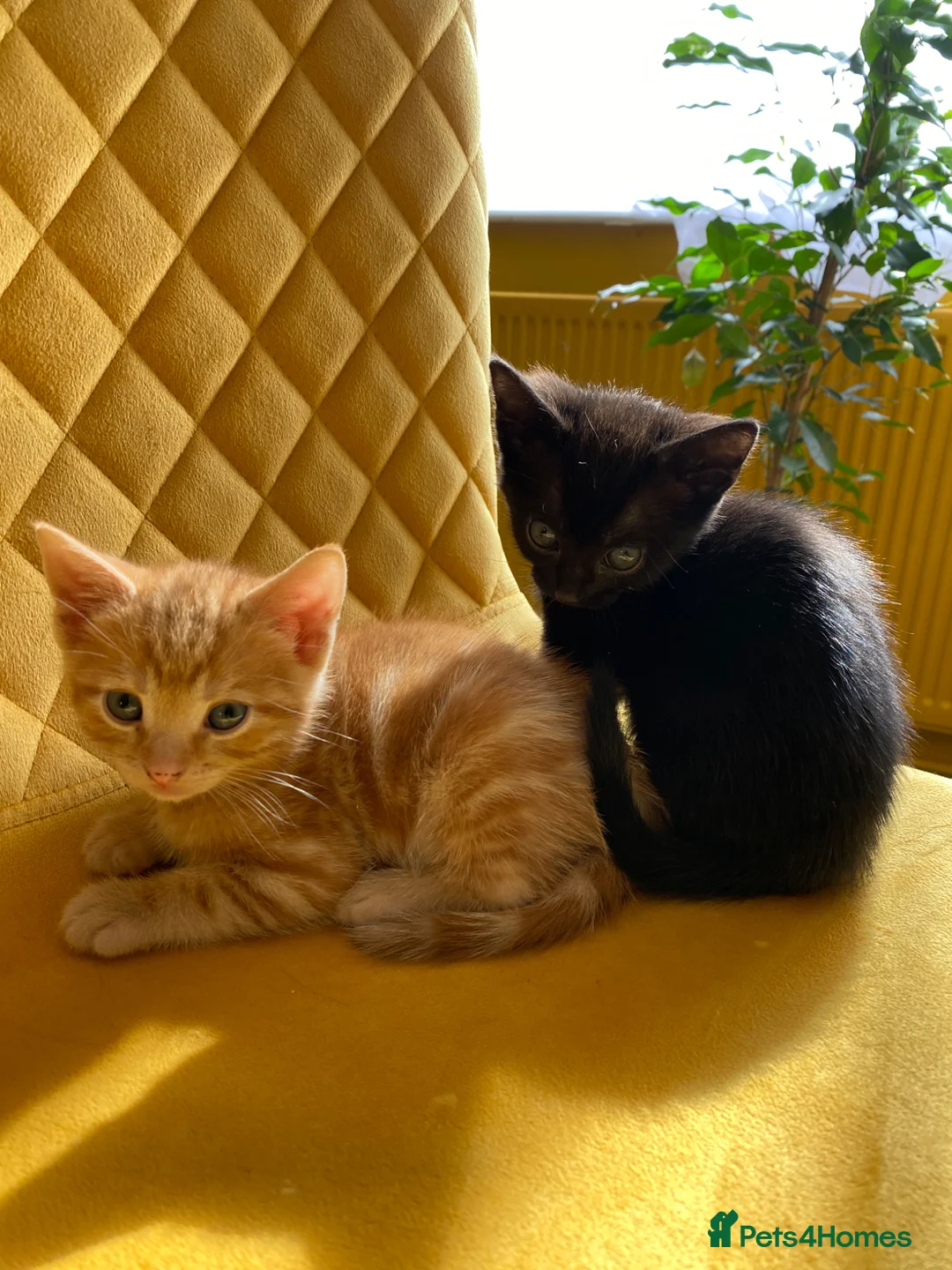 Mixed Breed cats for sale: 6 kittens are ready to go! - Advert 1