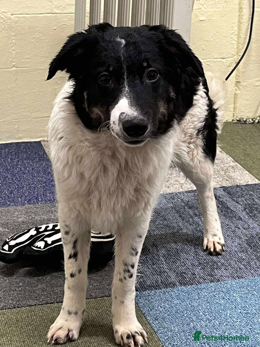 Mixed Breed dogs for adoption: TILLY - Advert 3