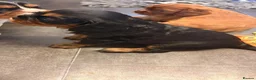 Cavalier King Charles Spaniel dogs for sale: Beautiful Cavalier King Charles Spaniel Puppies! - Advert 7