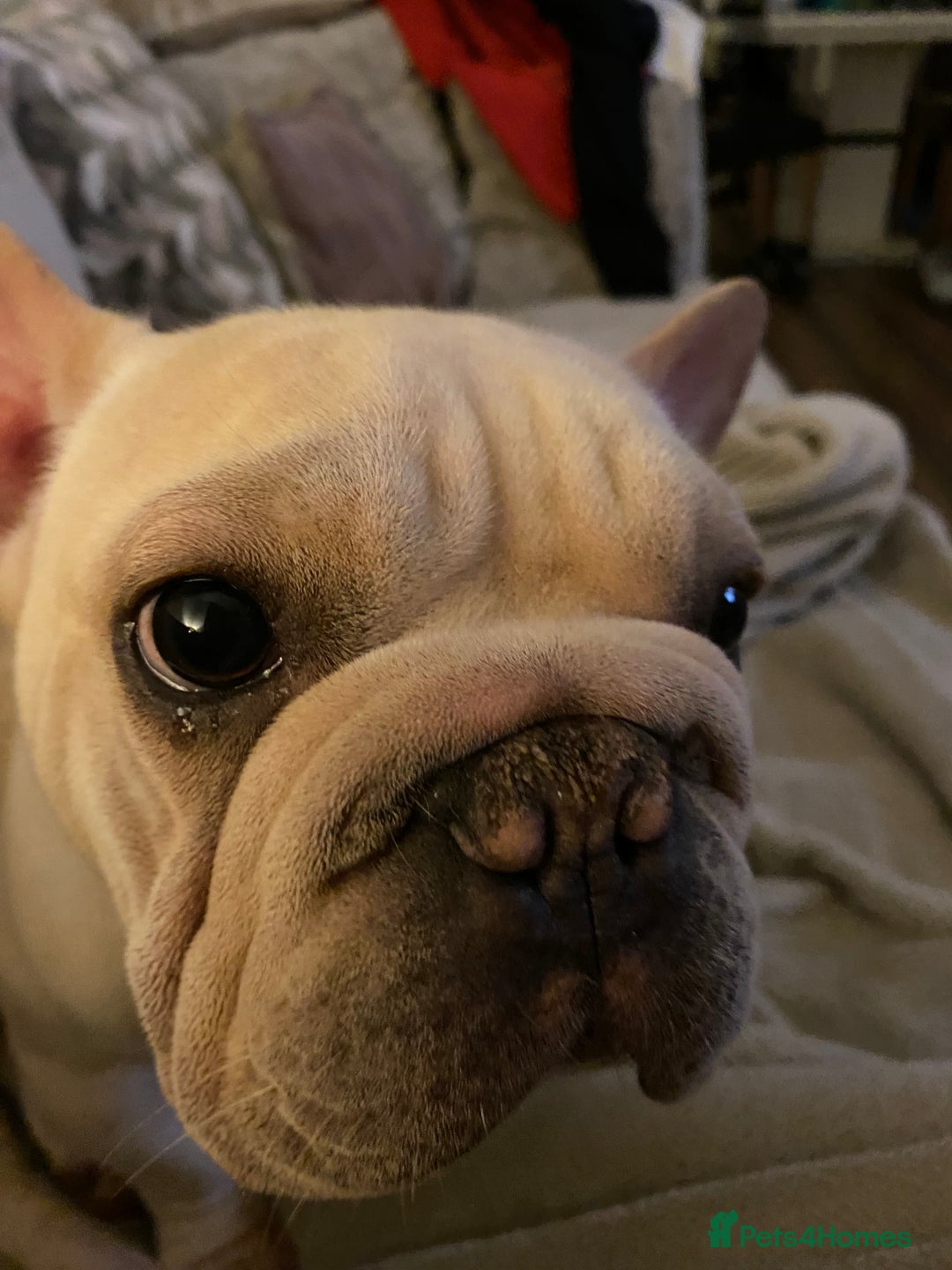 French Bulldog dogs for sale: Stunning male Frenchie  - Image 8