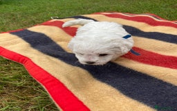 Mixed Breed dogs for sale: Bolonoodle Puppies  - Image 15