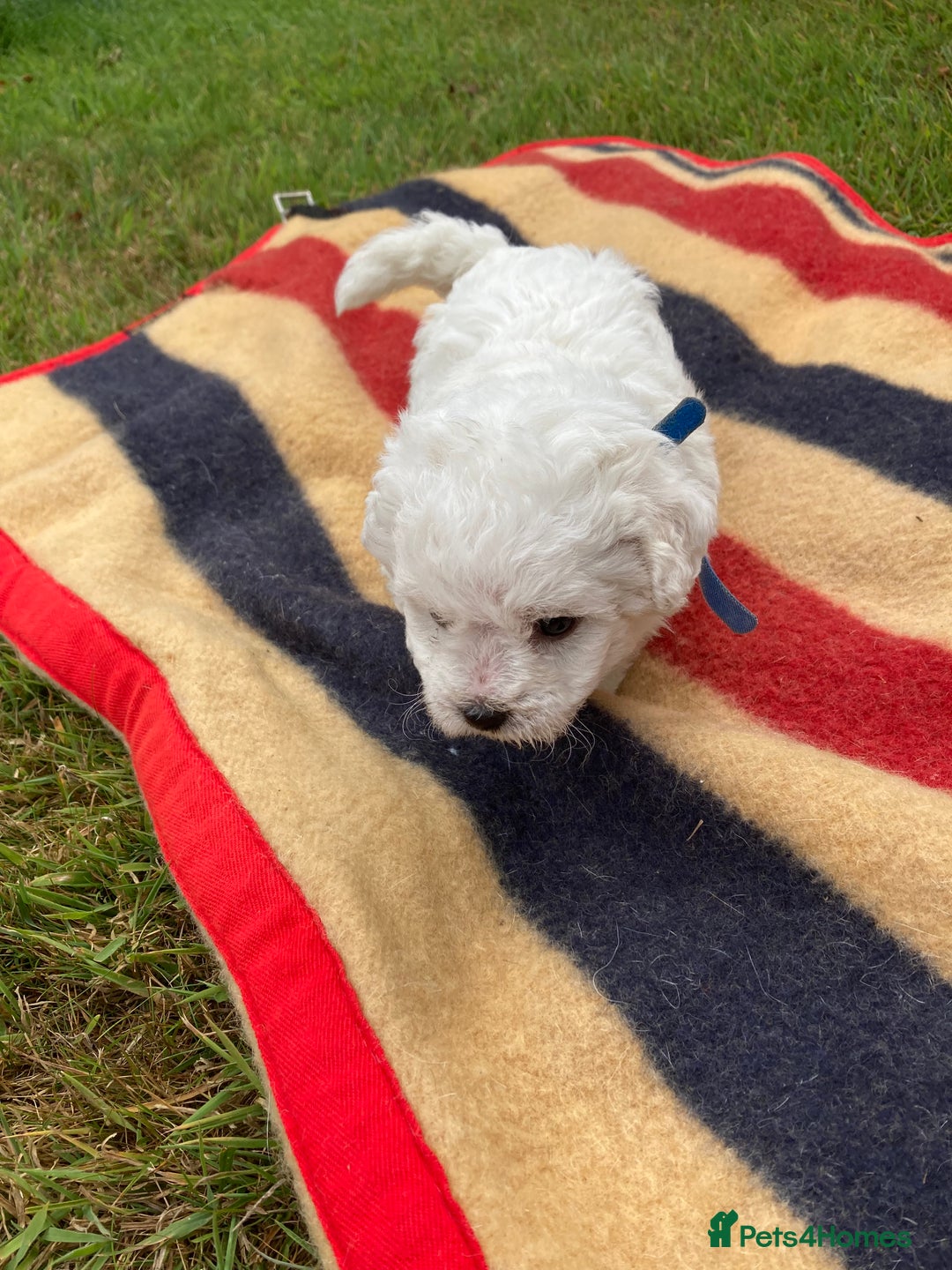 Mixed Breed dogs for sale: Bolonoodle Puppies  - Image 15
