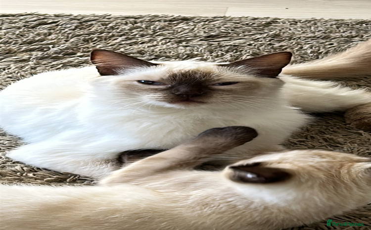 Ragdoll cats for sale - Advert 2