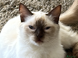 Ragdoll cats - Advert 16